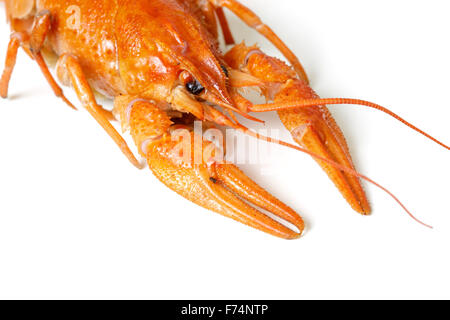 Boiled Crayfish, Isolated on White Background Stock Photo