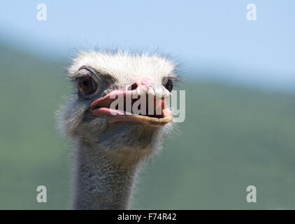 Ostrich head shooted in a ostrich farm Stock Photo