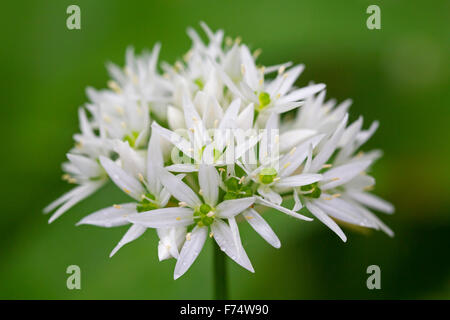 Close up of wood garlic / ramsons / wild garlic (Allium ursinum) in flower Stock Photo