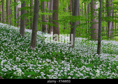 Wood garlic / ramsons / wild garlic (Allium ursinum) flowering in beech forest in spring Stock Photo