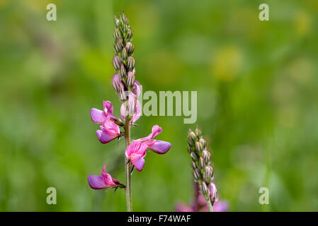 Common sainfoin (Onobrychis viciifolia / Onobrychis sativa) in flower in meadow Stock Photo