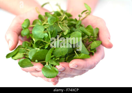 Woman hands offering Watercress.Food background texture and concept. Superfoods