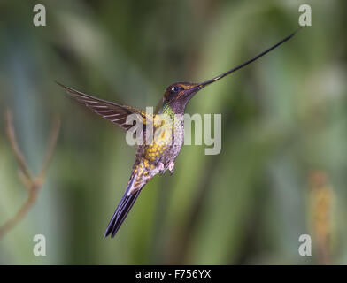 Sword-billed hummingbird in flight in the Yanacocha Reserve, Ecuador Stock Photo