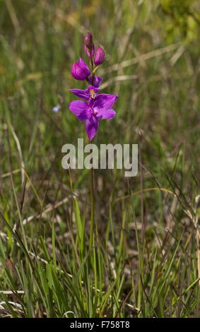 Tuberous grass-pink orchid, or grass-pink, in flower, in damp grassland, Ontario. Stock Photo