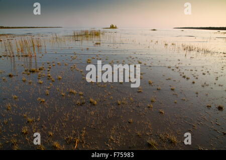 The limestone shore of Lake Huron on the Bruce peninsula, with Baltic Rush, Ontario, Canada. Stock Photo