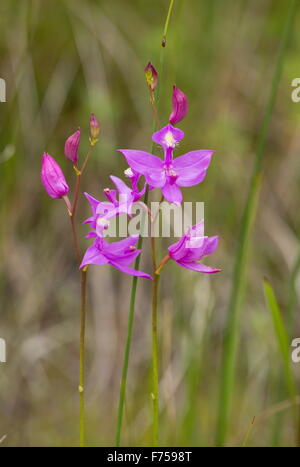Tuberous grass-pink orchid, or grass-pink, in flower, in damp grassland, Ontario. Stock Photo