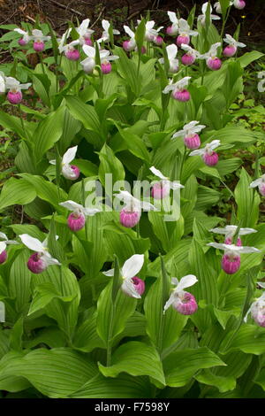 Showy Lady's-Slipper in flower in a damp woodland clearing, Canada. Stock Photo