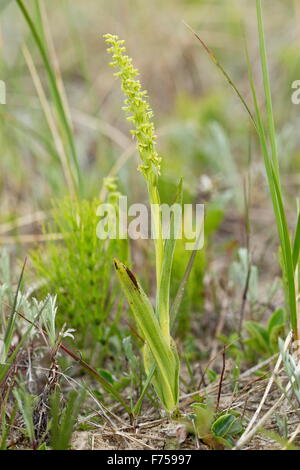 Northern Green Orchid, in flower on dunes, Bruce peninsula, Ontario. Stock Photo