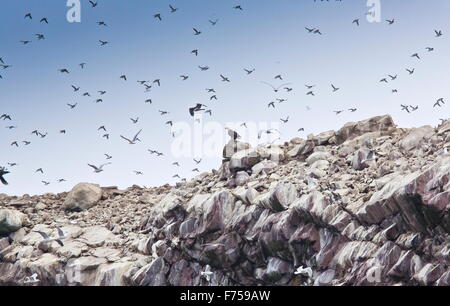 Male Bald Eagle predating guillemots at Witless Bay Ecological Reserve, Avalon peninsula, Newfoundland. Stock Photo