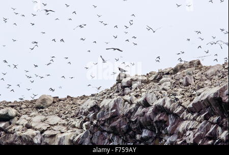 Male Bald Eagle predating guillemots at Witless Bay Ecological Reserve, Avalon peninsula, Newfoundland. Stock Photo