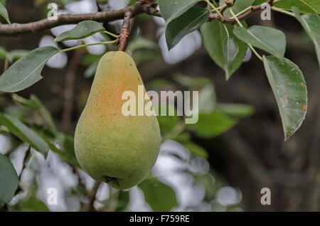 Pear fruit hanging from the branches of a pear tree, Zavet, Bulgaria Stock Photo