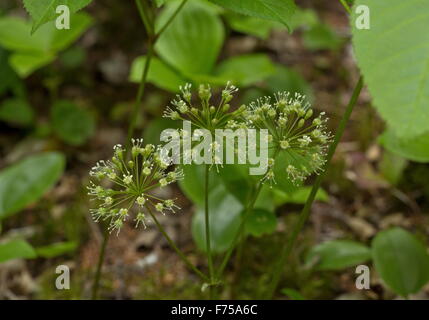 Wild sarsaparilla, Aralia nudicaulis in flower  in woodland, Newfoundland. Stock Photo