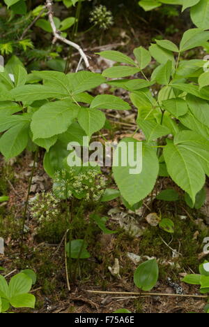Wild sarsaparilla, Aralia nudicaulis in flower  in woodland, Newfoundland. Stock Photo