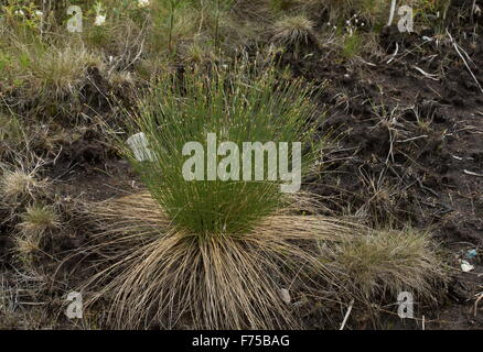 Northern Deergrass or deer-sedge in flower in damp acidic grassland. Trichophorum cespitosum = Scirpus cespitosus. Newfoundland. Stock Photo