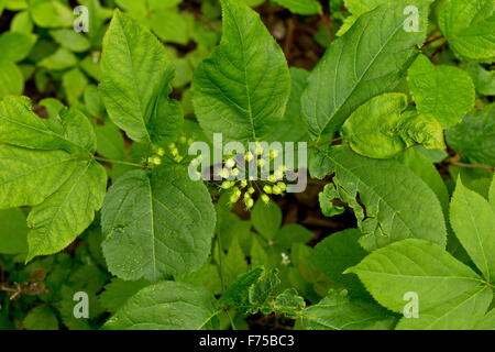 Wild sarsaparilla, Aralia nudicaulis in flower  in woodland, Newfoundland. Stock Photo