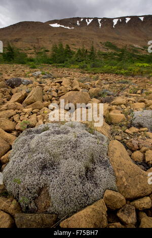 Woolly fringe-moss, on serpentine and peridotite at Tablelands, Gros-Morne National Park, Newfoundland. Stock Photo