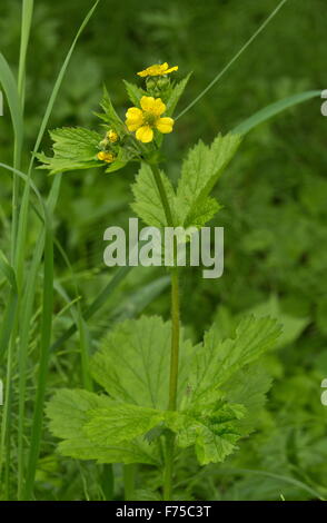 Largeleaf avens, Geum macrophyllum in flower; coastal grassland, Newfoundland. Stock Photo