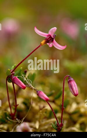 Wild Cranberry, in flower on bog surface Stock Photo