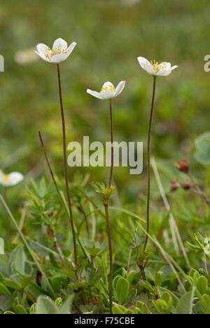 Northern anemone, Anemone parviflora in flower. Newfoundland. Stock Photo