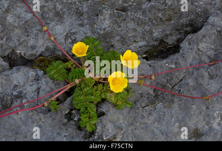 Silverweed on the limestone coast at Point Riche, Port au Choix, NW Newfoundland. Stock Photo