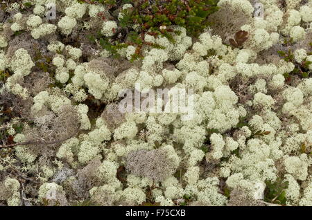 Boreal tundra dominated by a lichen, Cladonia stellaris, with crowberry etc. North Newfoundland. Stock Photo