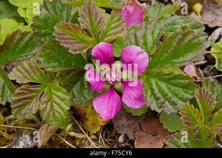 Arctic bramble or Arctic raspberry in flower in limestone tundra. Stock Photo