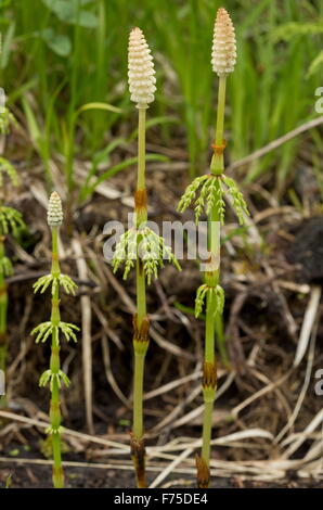 Wood Horsetail, Equisetum sylvaticum, with fertile fronds. Stock Photo