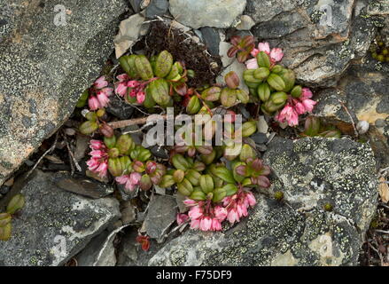 Cowberry, in flower on rock, north Newfoundland. Stock Photo
