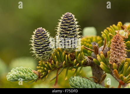Female cones of Balsam Fir Stock Photo