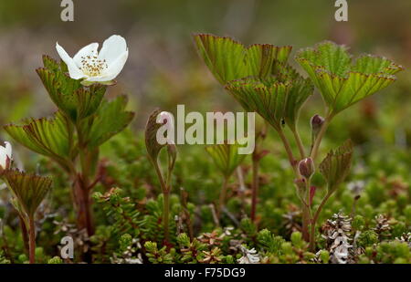 Cloudberry, Rubus chamaemorus in flower on bog surface. Stock Photo