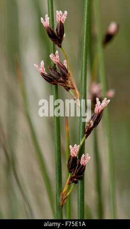 Baltic Rush in flower showing large pink styles. Stock Photo