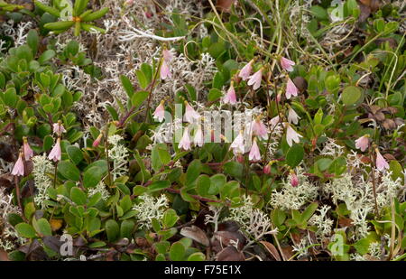 Twinflower, Linnaea borealis, in flower. Linnaeus' favourite flower. Boreal woodland. Stock Photo