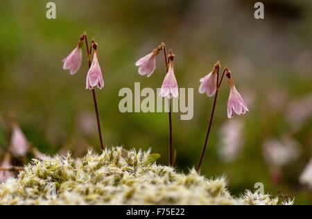 Twinflower, Linnaea borealis, in flower. Linnaeus' favourite flower. Boreal woodland. Stock Photo