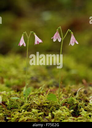 Twinflower, Linnaea borealis, in flower. Linnaeus' favourite flower. Boreal woodland. Stock Photo