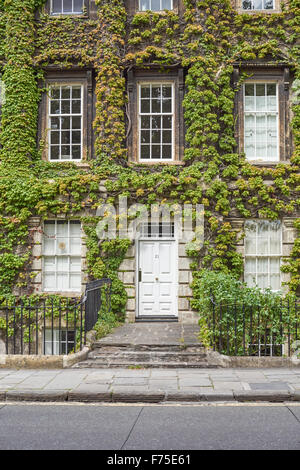 Sash windows of of Georgian building covered in Ivy or Virginia creeper in Bath Somerset England United Kingdom UK Stock Photo