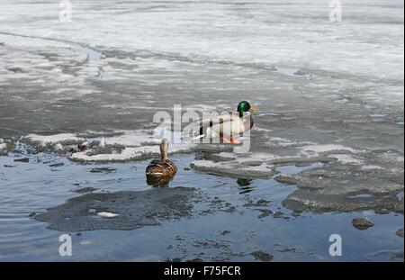 Two mallard ducks on a semi-frozen lake. Stock Photo