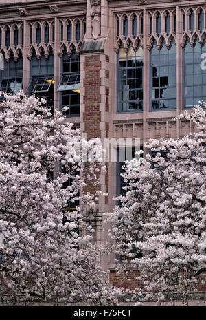 WA12138-00...WASHINGTON - Cherry trees in bloom on The Quad area of the Seattle campus of the University of Washington. Stock Photo