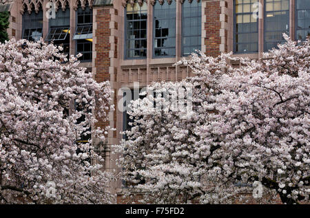 WA12139-00...WASHINGTON - Cherry trees in bloom on The Quad area of the Seattle campus of the University of Washington. Stock Photo