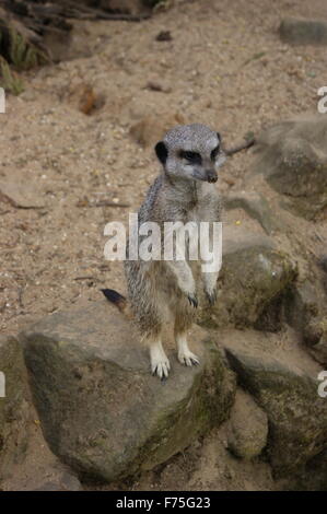 Meerkat standing on rock Stock Photo