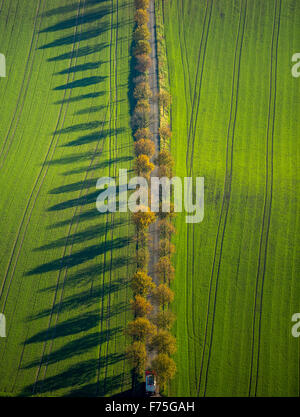 small alley on Kemnader lake with autumnal trees, Blumenau, Bochum, Ruhr area, North Rhine Westphalia Germany Europe aerial view Stock Photo