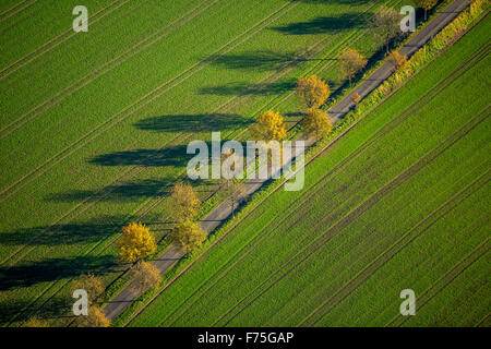 small alley on Kemnader lake with autumnal trees, Blumenau, Bochum, Ruhr area, North Rhine Westphalia Germany Europe aerial view Stock Photo