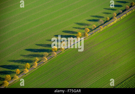 small alley on Kemnader lake with autumnal trees, Blumenau, Bochum, Ruhr area, North Rhine Westphalia Germany Europe aerial view Stock Photo