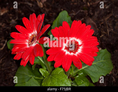 Two vivid red flowers of Gerbera jamesonii with central ring of white petals, against background of green leaves Stock Photo