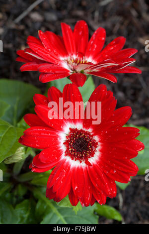 Two vivid red flowers of Gerbera jamesonii with central ring of white petals, against background of green leaves Stock Photo