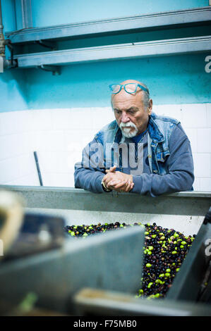 Olive Oil Production at the historic Umberto Cavallo Frantoio which takes olives and destones and pulps them. Stock Photo