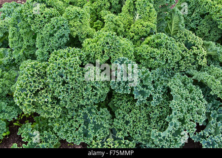 Close-up of 'Green Curly' organic Kale leaves growing. Stock Photo