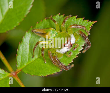 Green jumping spider, Mopsus mormon, male with white hairy face, camouflaged on leaf of rose bush against dark green background in Australian garden Stock Photo