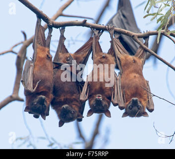 Group of grey-headed fruit bats / flying foxes, Pteropus poliocephalus, hanging in native trees against blue sky, in Australia Stock Photo