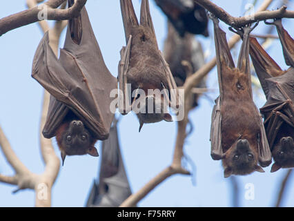 Group of grey-headed fruit bats / flying foxes, Pteropus poliocephalus, hanging in native trees against blue sky, in Australia Stock Photo