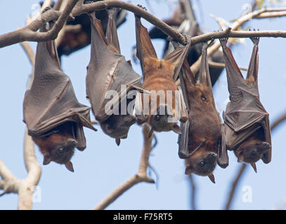 Group of grey-headed fruit bats / flying foxes, Pteropus poliocephalus, hanging in native trees against blue sky, in Australia Stock Photo